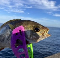 神谷荘さんで秋イサギ
