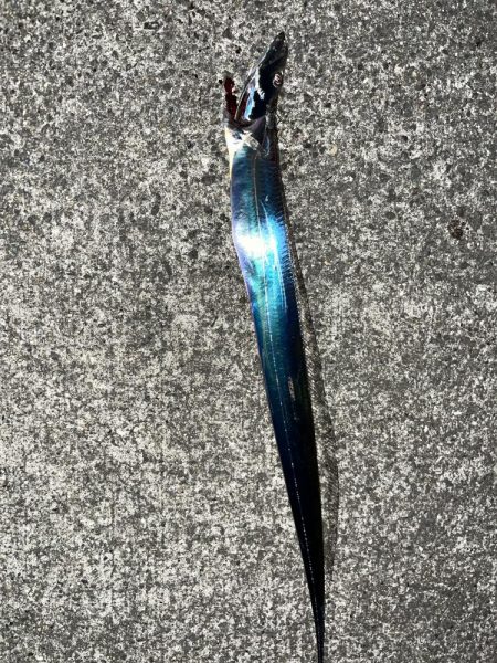 今シーズン初タチウオ