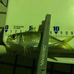 アジ絨毯！えぐすぎる釣り場