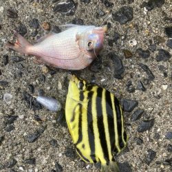 紀州釣り、胴突き