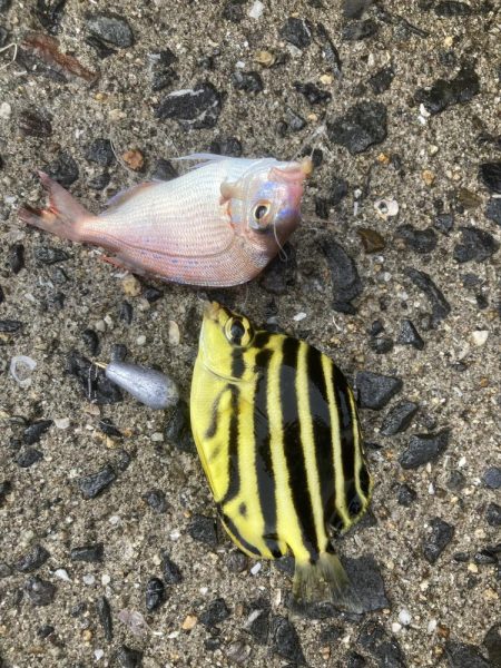 紀州釣り、胴突き