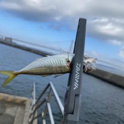 岩屋でサビキ釣り