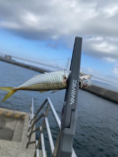 岩屋でサビキ釣り