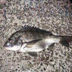 良型チヌに大型バラシ3連発！