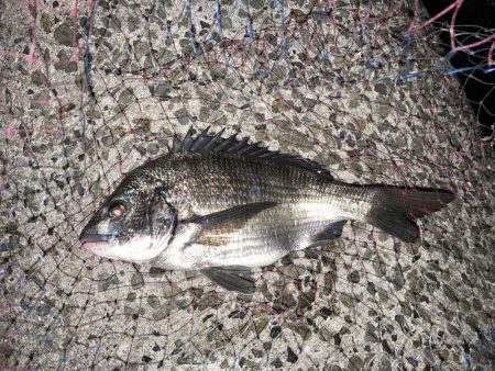 良型チヌに大型バラシ3連発！