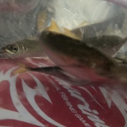 久しぶりの太刀魚