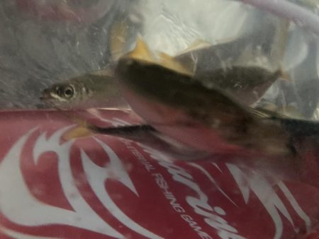 久しぶりの太刀魚