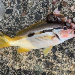 トリプルツバスのはずが