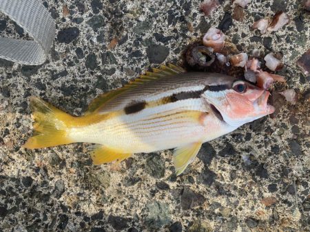 トリプルツバスのはずが