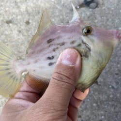 有力な情報ゲッツ