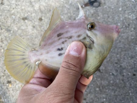 有力な情報ゲッツ