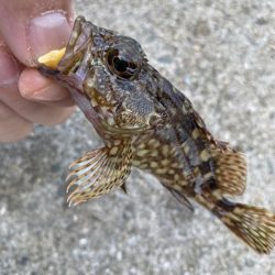 カワハギはいる