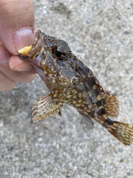 カワハギはいる