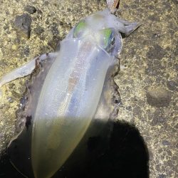 2023 佐渡ヶ島エギング 13回目【9月18日】