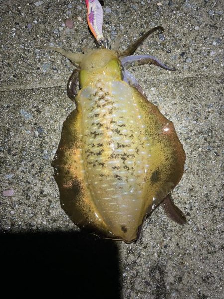 2023 佐渡ヶ島エギング 14回目【9月21日】