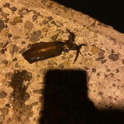 今年初秋エギング〜