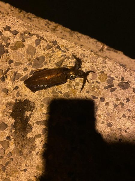 今年初秋エギング〜