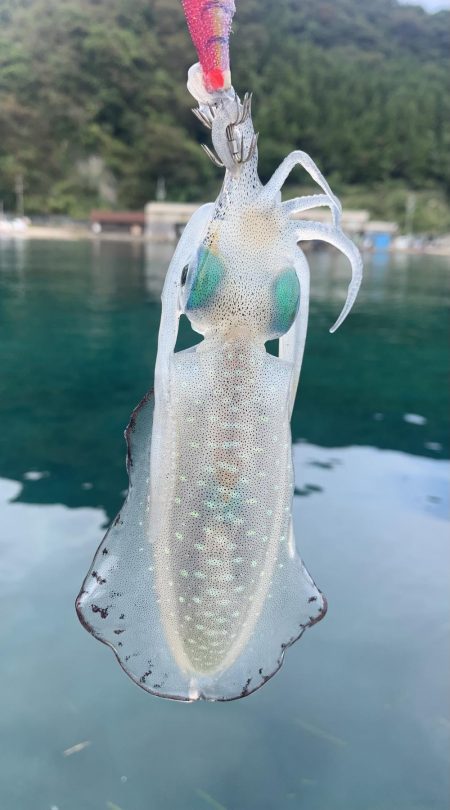 秋エギング開幕