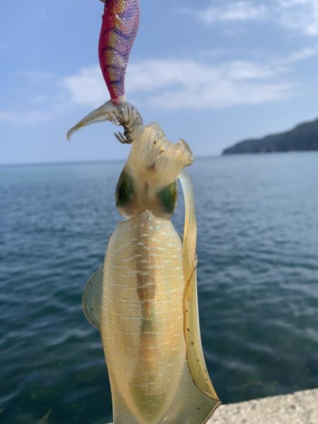 夏エギング・・・？