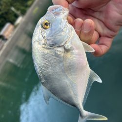 メッキのちセイゴ時々シマイサキ