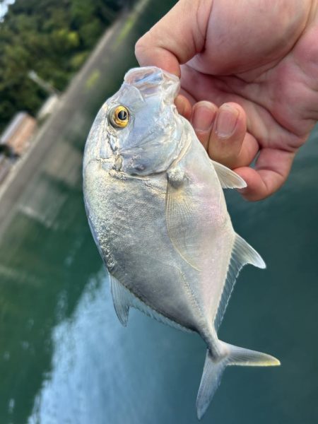 メッキのちセイゴ時々シマイサキ