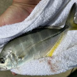 メッキ最盛期！