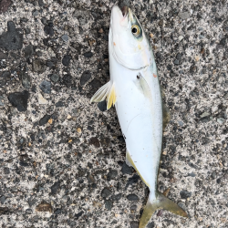 初のアオハタ釣れました