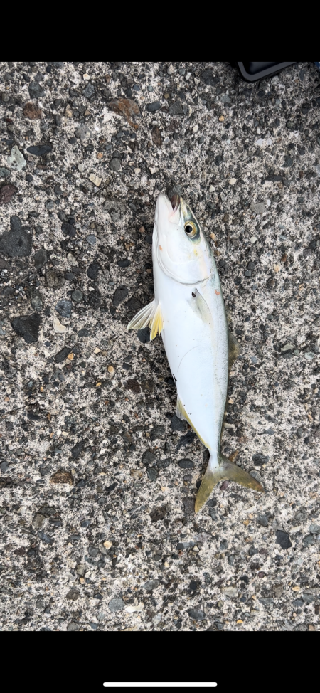 初のアオハタ釣れました