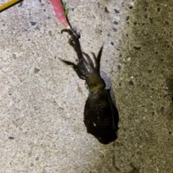 苦手なエギングで