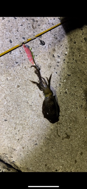 苦手なエギングで