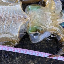 エギング　佐渡遠征2日目