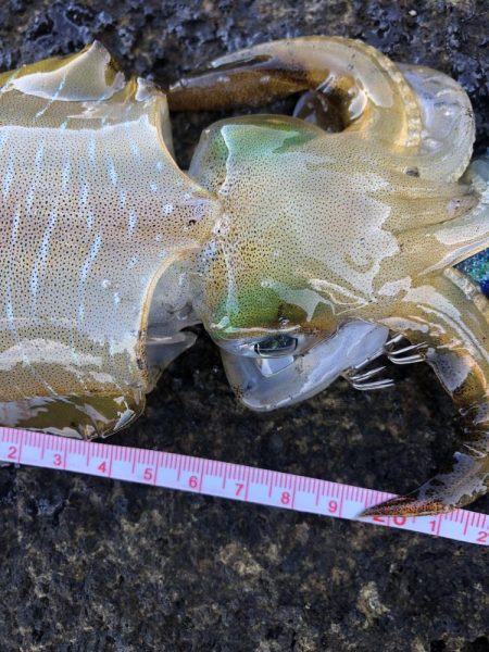 エギング　佐渡遠征2日目