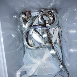 今年初タチウオ