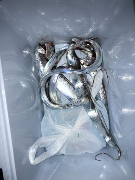 今年初タチウオ