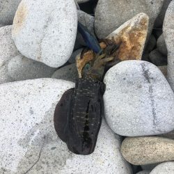 エギング　佐渡遠征②1日目