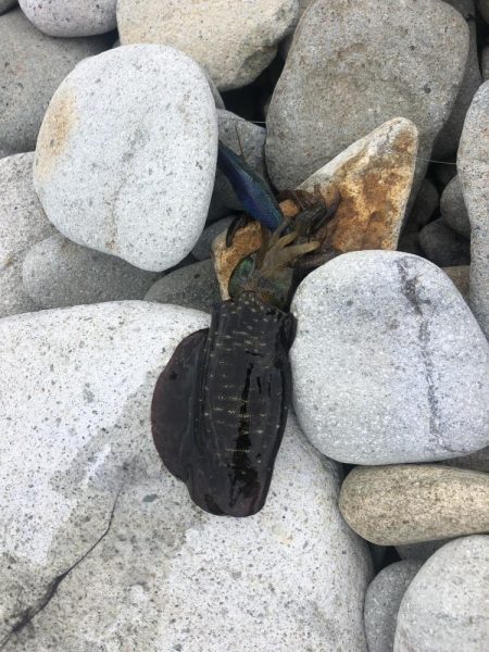 エギング　佐渡遠征②1日目