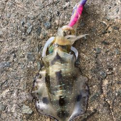 エギング　佐渡遠征②2日目