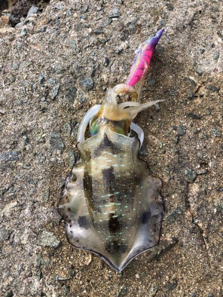 エギング　佐渡遠征②2日目