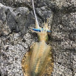 エギング　佐渡遠征③1日目