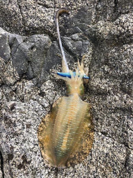 エギング　佐渡遠征③1日目