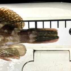 カサゴ釣りイベント1