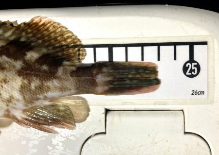 カサゴ釣りイベント1