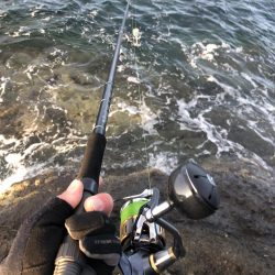 新子調査　シオ調査