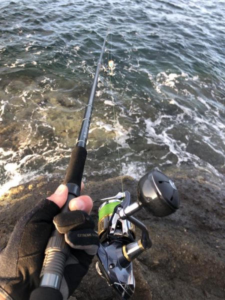 新子調査　シオ調査