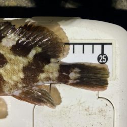 カサゴ釣りイベント2