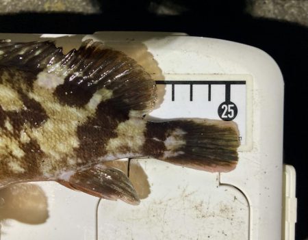 カサゴ釣りイベント2