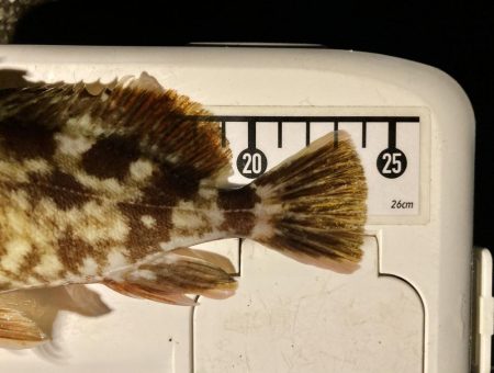 カサゴ釣りイベント3