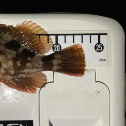 カサゴ釣りイベント4（更新ならず）