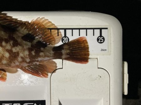 カサゴ釣りイベント4（更新ならず）