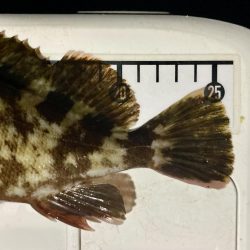 カサゴ釣りイベント6(記録更新)